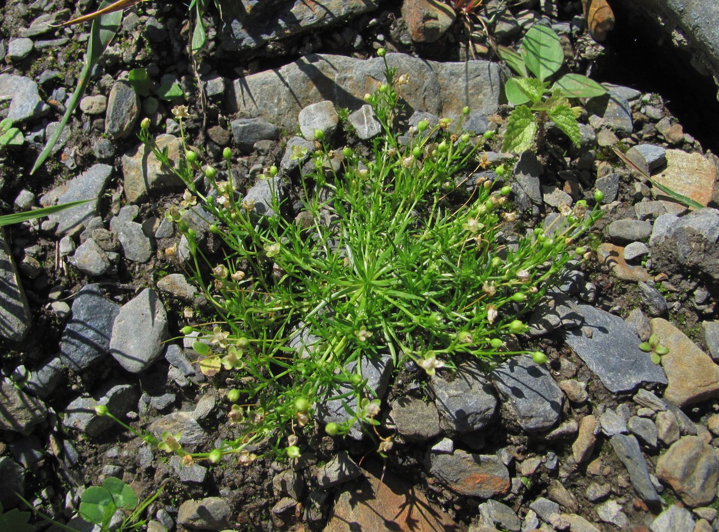 Image of Sagina procumbens specimen.