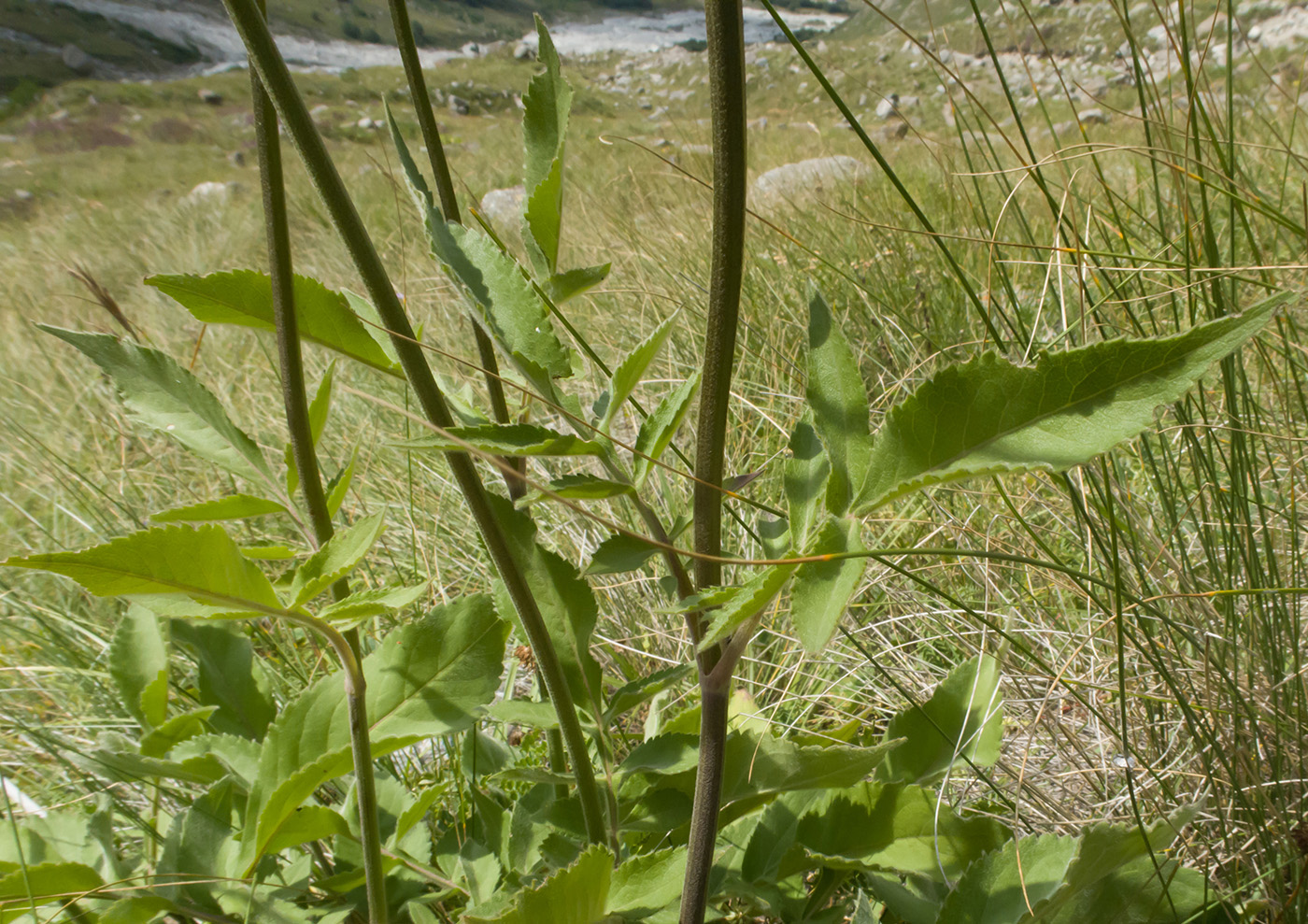 Image of Cephalaria balkharica specimen.