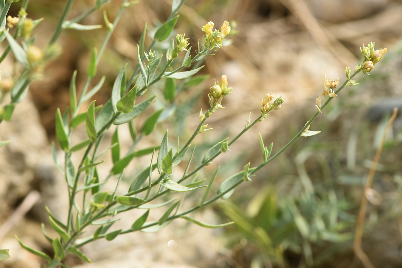 Image of Linaria genistifolia specimen.