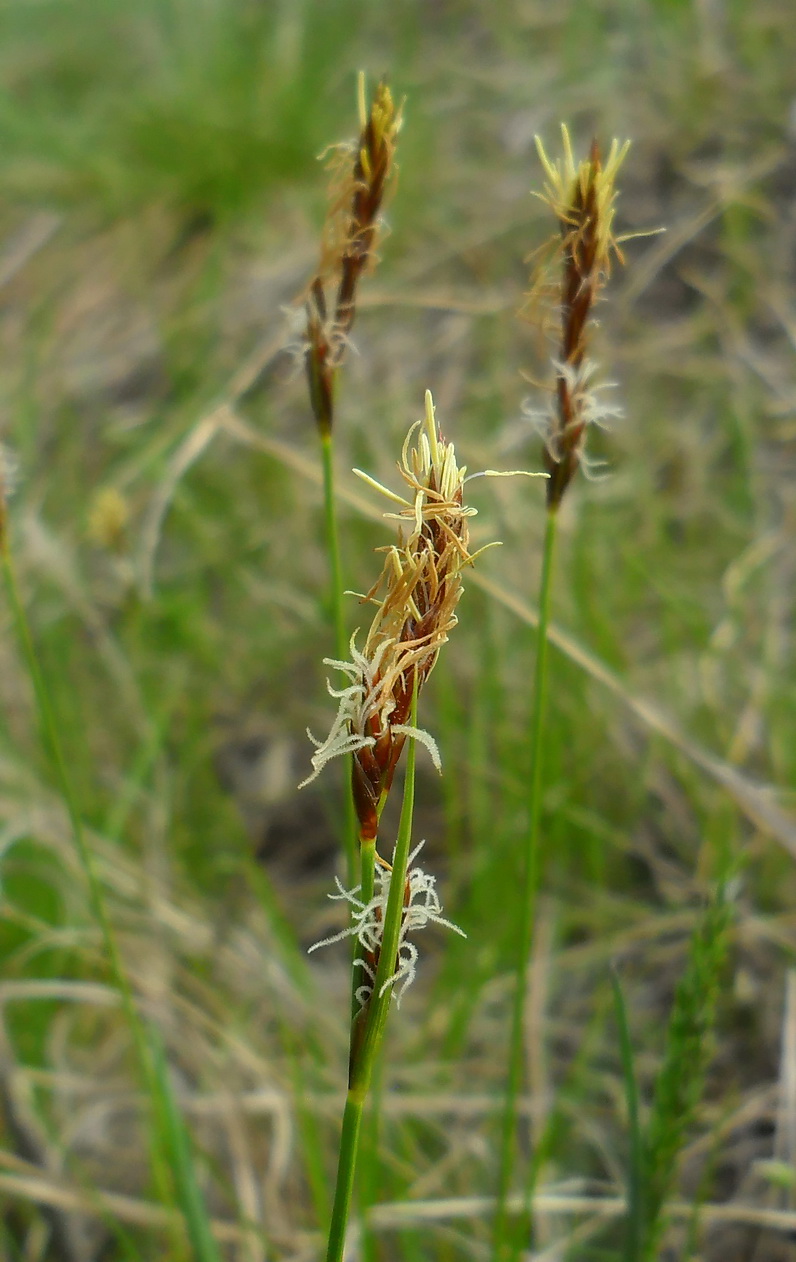 Изображение особи род Carex.
