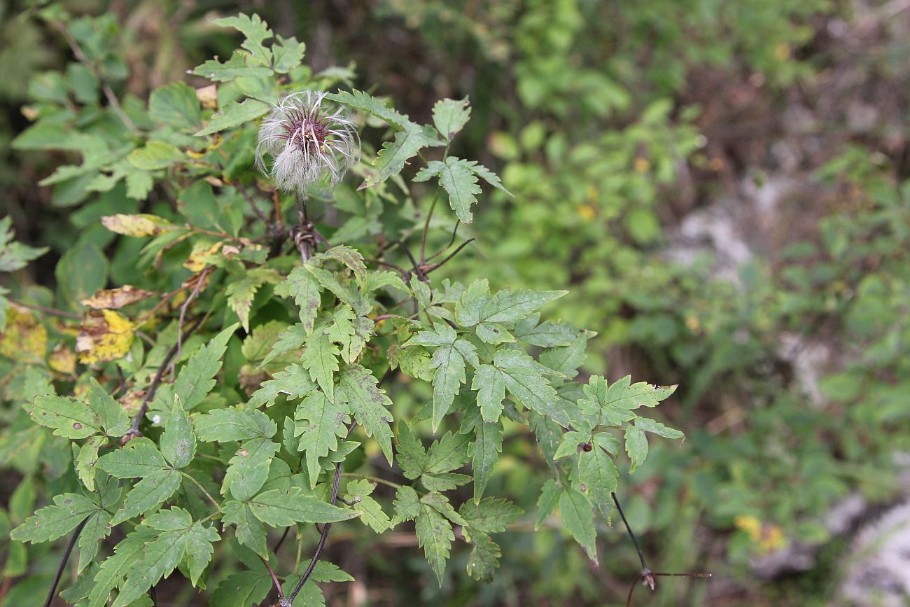 Image of Atragene sibirica specimen.