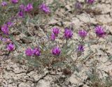 Astragalus bungeanus