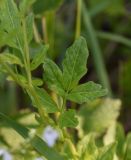 Cardamine amara. Лист. Калужская обл., Боровский р-н, окр. дер. Семичёво, граница луга и леса, край лужи. 4 июня 2022 г.