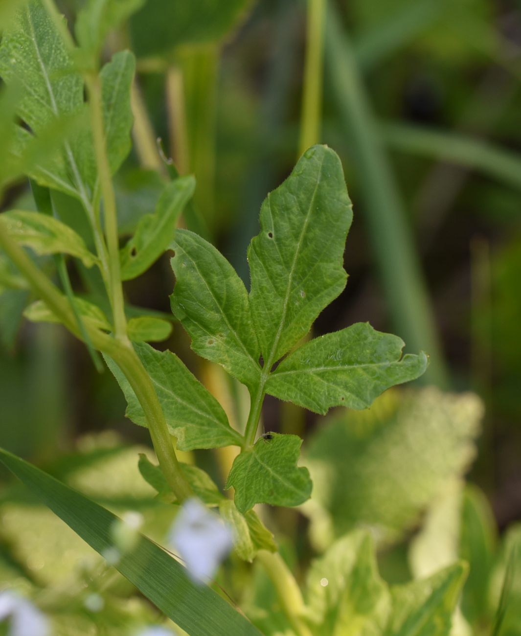 Изображение особи Cardamine amara.