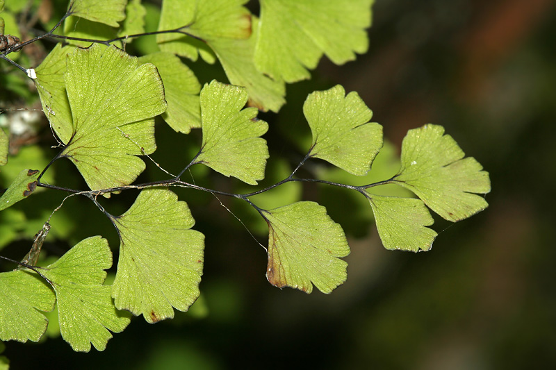 Image of Adiantum capillus-veneris specimen.