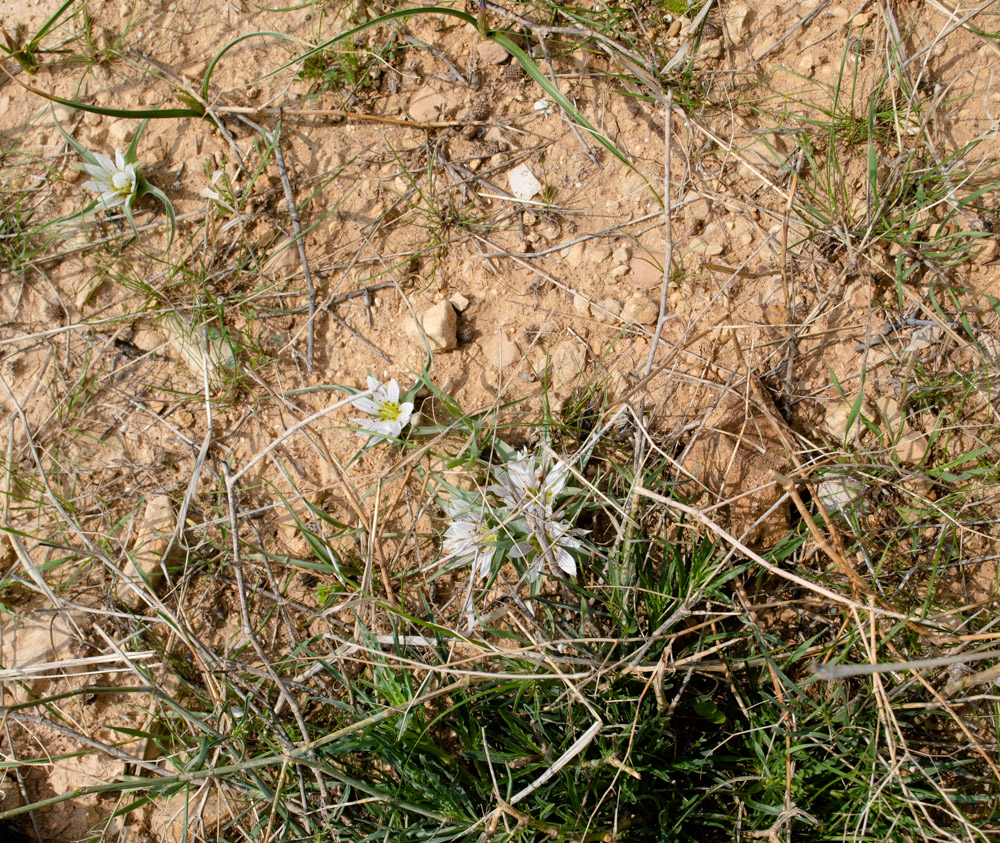 Image of Androcymbium palaestinum specimen.