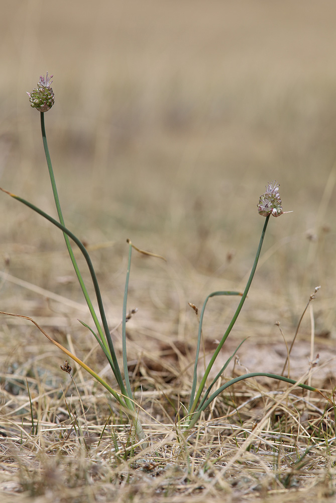 Изображение особи Allium ubsicola.