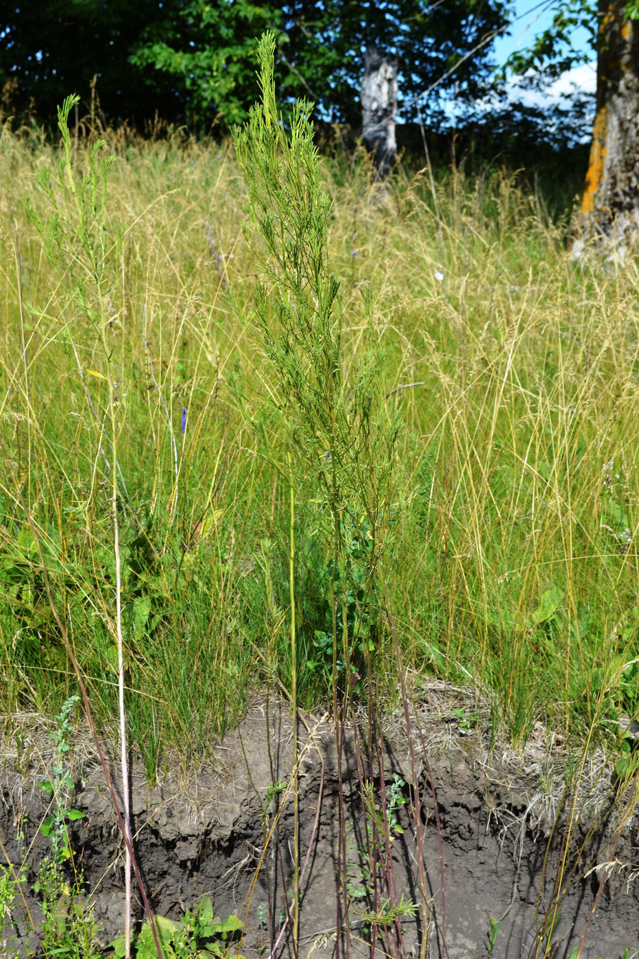 Image of Erysimum hieraciifolium specimen.