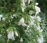 Campanula trachelium