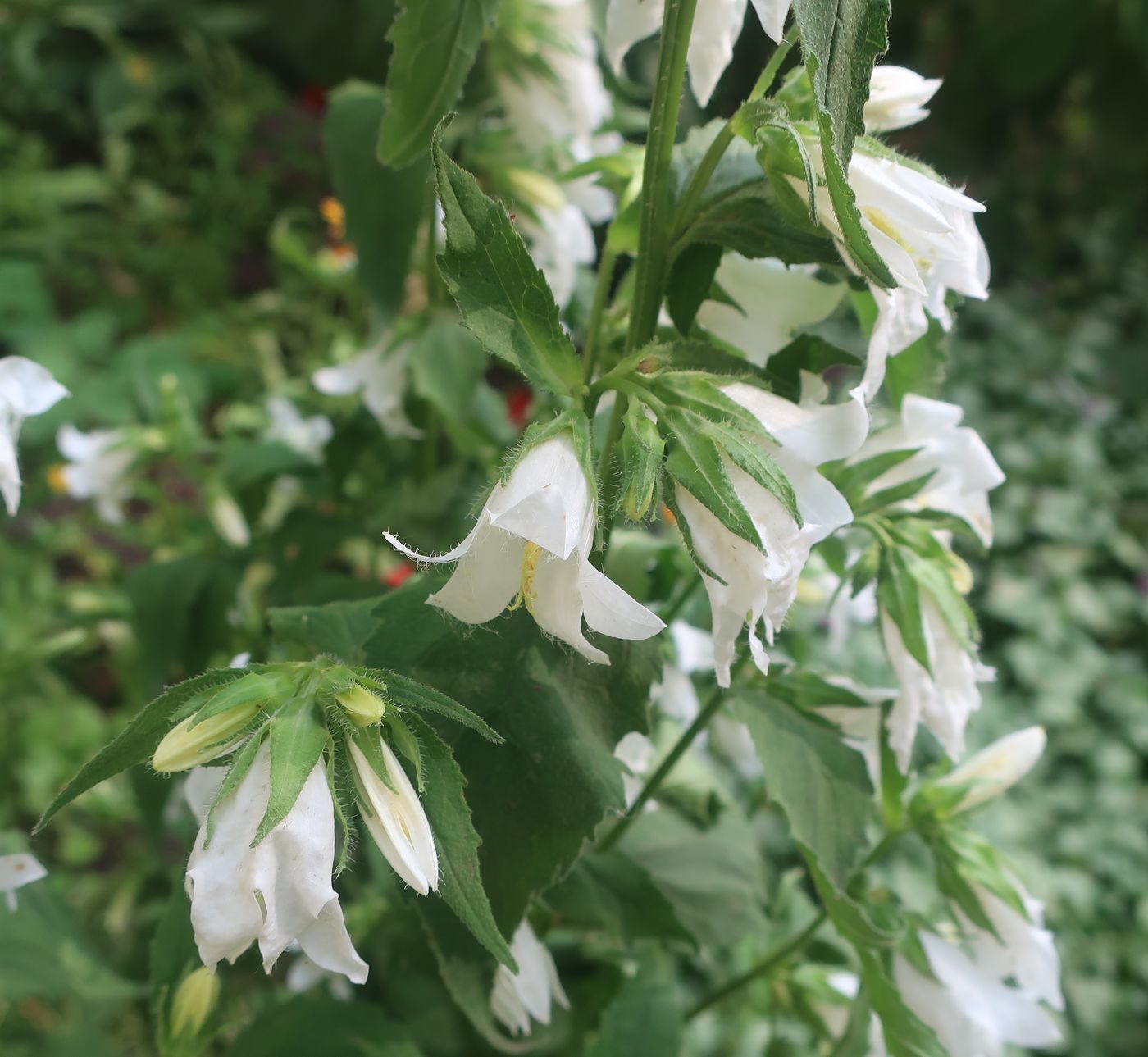 Изображение особи Campanula trachelium.