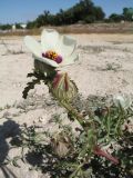 Hibiscus trionum. Побег с цветком и плодами. Казахстан, г. Тараз, долина р. Ушбулак (Карасу), осушенное 2 года назад дно оз. Зербулак. 25 августа 2022 г.
