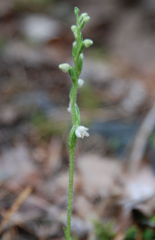 Изображение особи Goodyera repens.