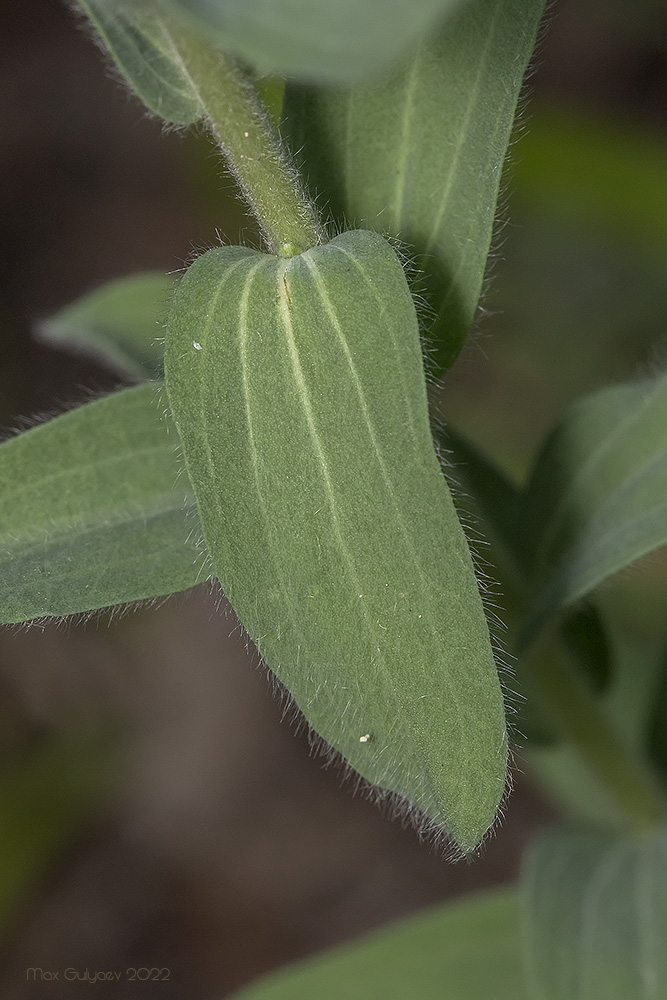 Изображение особи Linum lanuginosum.