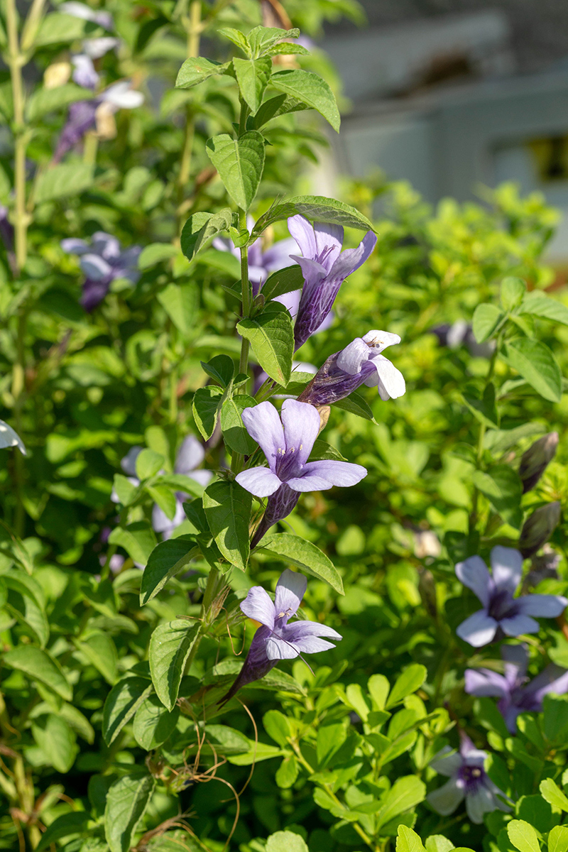 Изображение особи Dyschoriste thunbergiiflora.