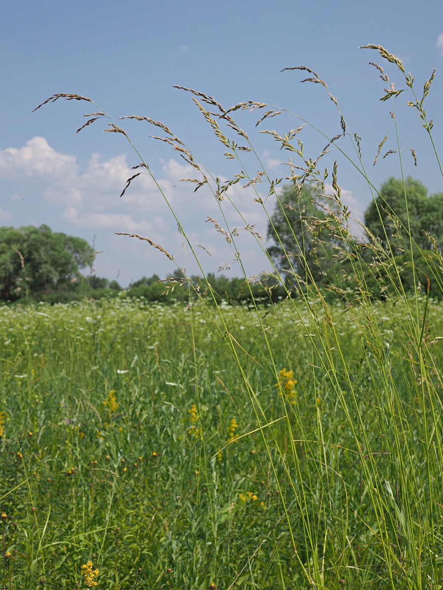 Изображение особи Festuca arundinacea.