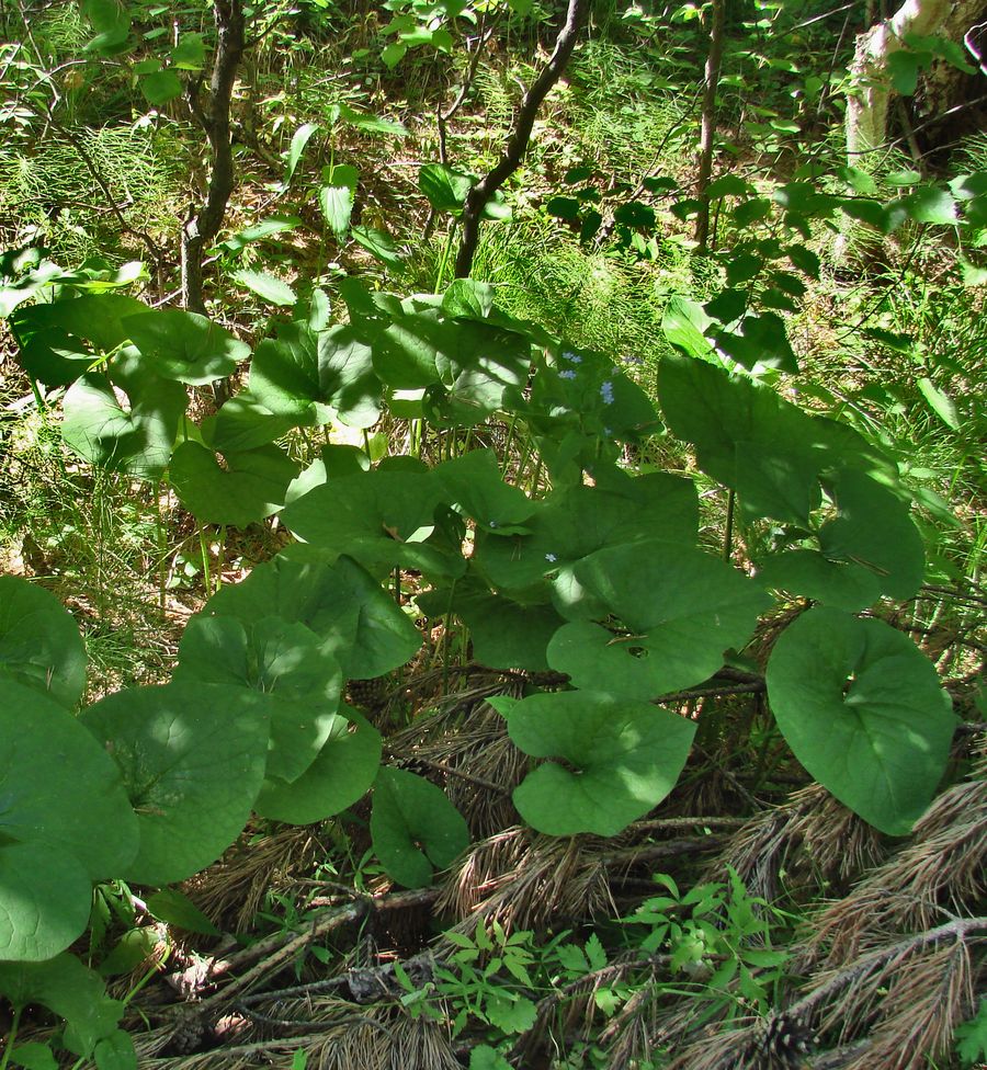 Image of Brunnera sibirica specimen.