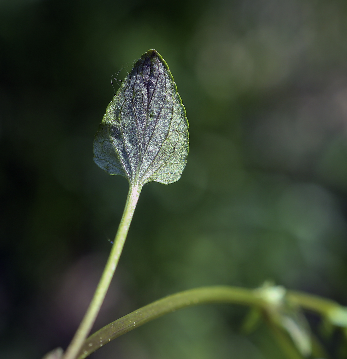 Image of Viola canina specimen.