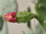 Opuntia dillenii