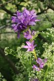 Campanula glomerata