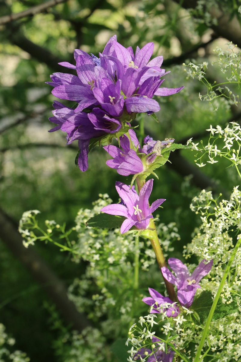 Image of Campanula glomerata specimen.