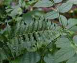 Polystichum × luerssenii. Верхушка вайи. Республика Адыгея, Майкопский р-н, ущелье р. Аминовка, около водопада Аминовский, берег ручья. 28 июля 2022 г.