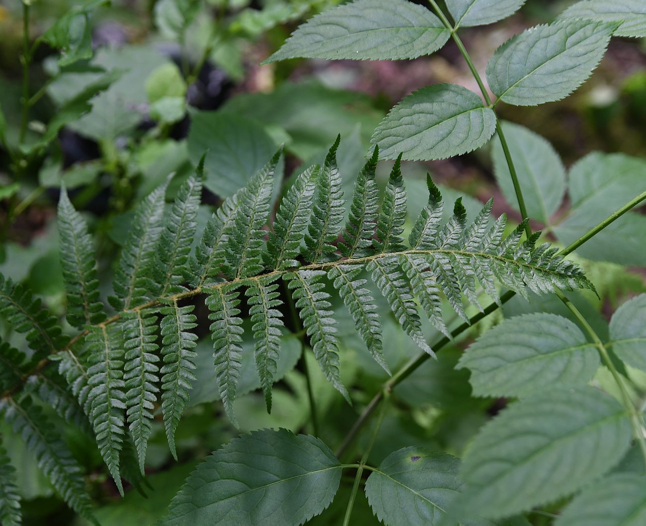 Изображение особи Polystichum × luerssenii.