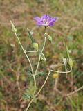 Geranium collinum. Верхушка цветущего и плодоносящего растения. Ульяновская обл., Мелекесский р-н, окр. с. Приморское, пойма Черемшанского залива Куйбышевского водохранилища, луг с участками засоления. 27.08.2022.