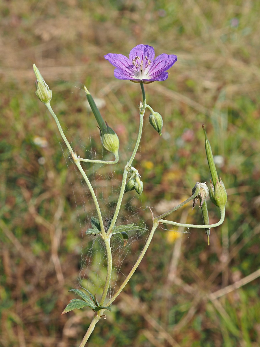 Image of Geranium collinum specimen.