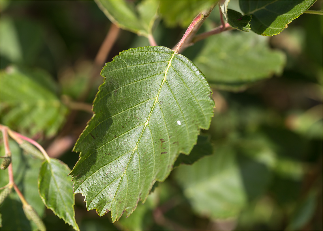 Изображение особи Alnus incana.