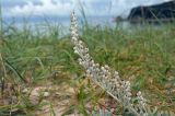 Artemisia stelleriana. Отцветшее соцветие. Приморье, Лазовский р-н, бух. Петрова, задернованная песчаная прибрежная полоса. 30.08.2022.