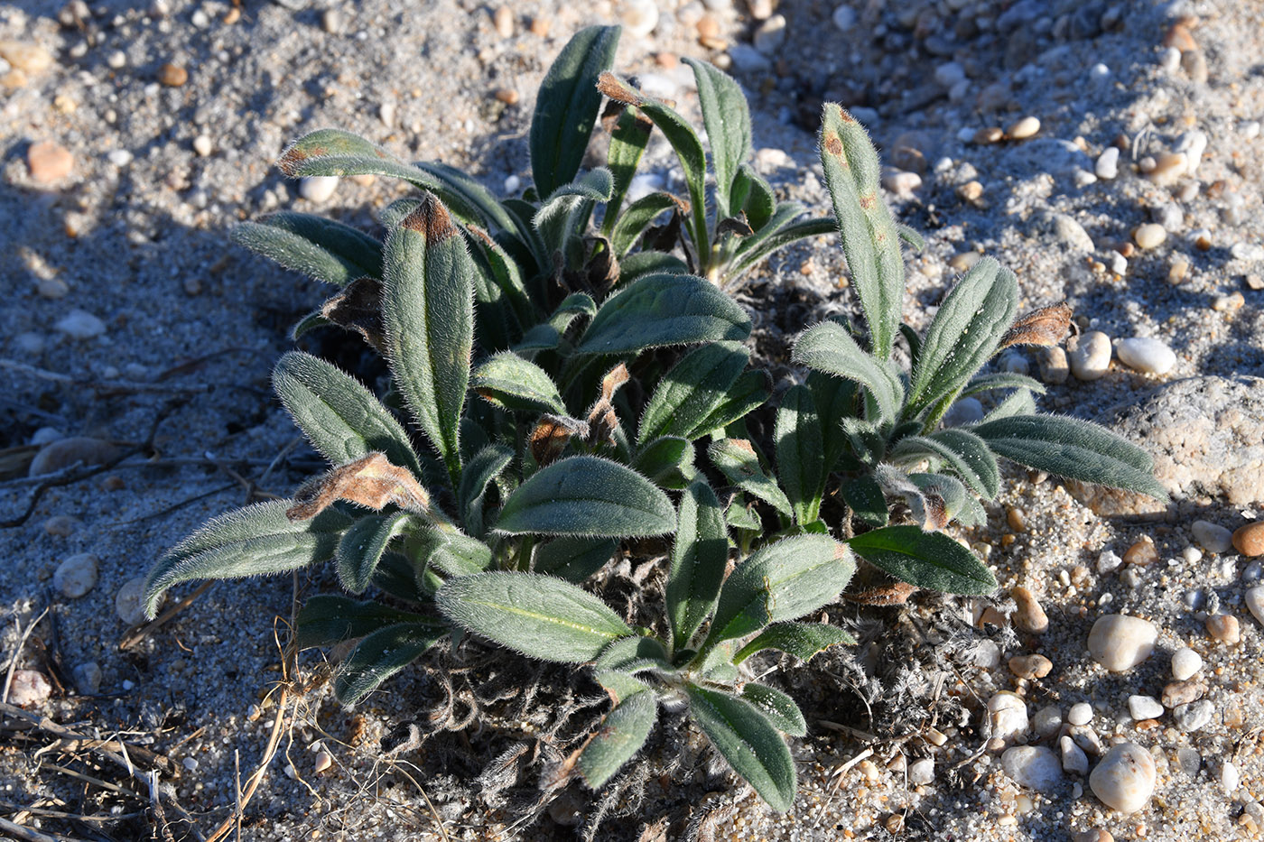 Изображение особи Craniospermum subvillosum.