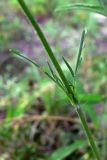 Knautia arvensis. Средняя часть побега. Московская обл., окр. г. Чехов, опушка березового леса. 17.07.2010.