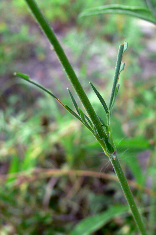 Изображение особи Knautia arvensis.