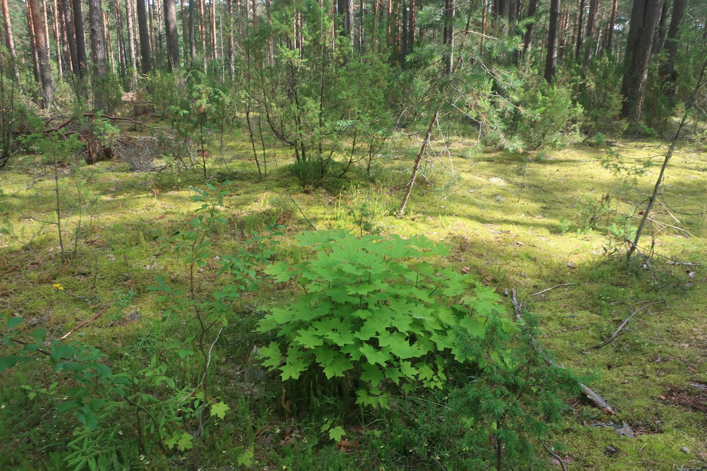 Image of Acer platanoides specimen.