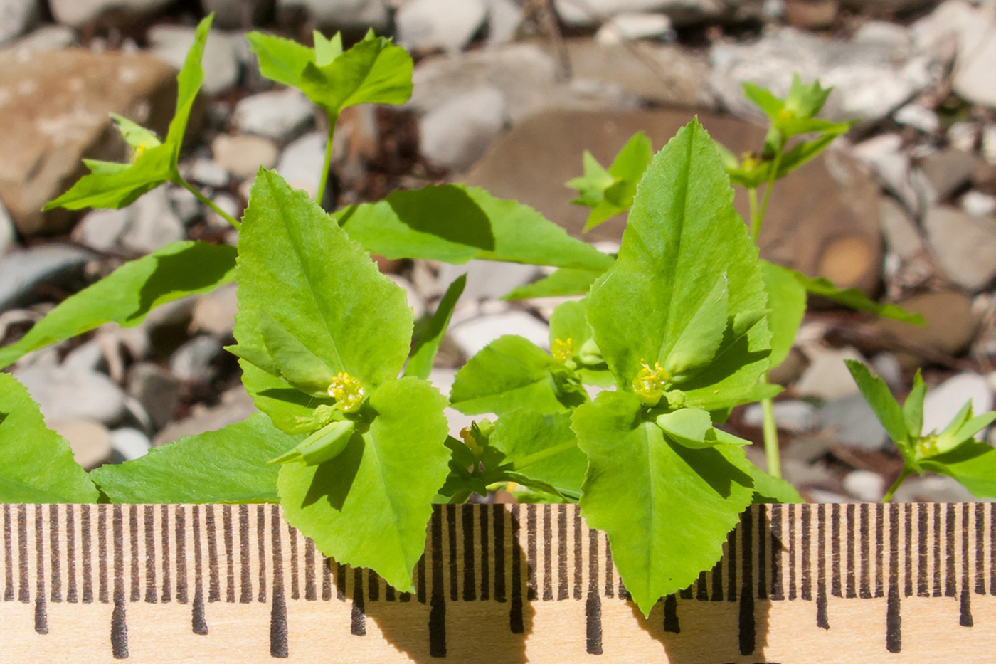 Image of Euphorbia stricta specimen.