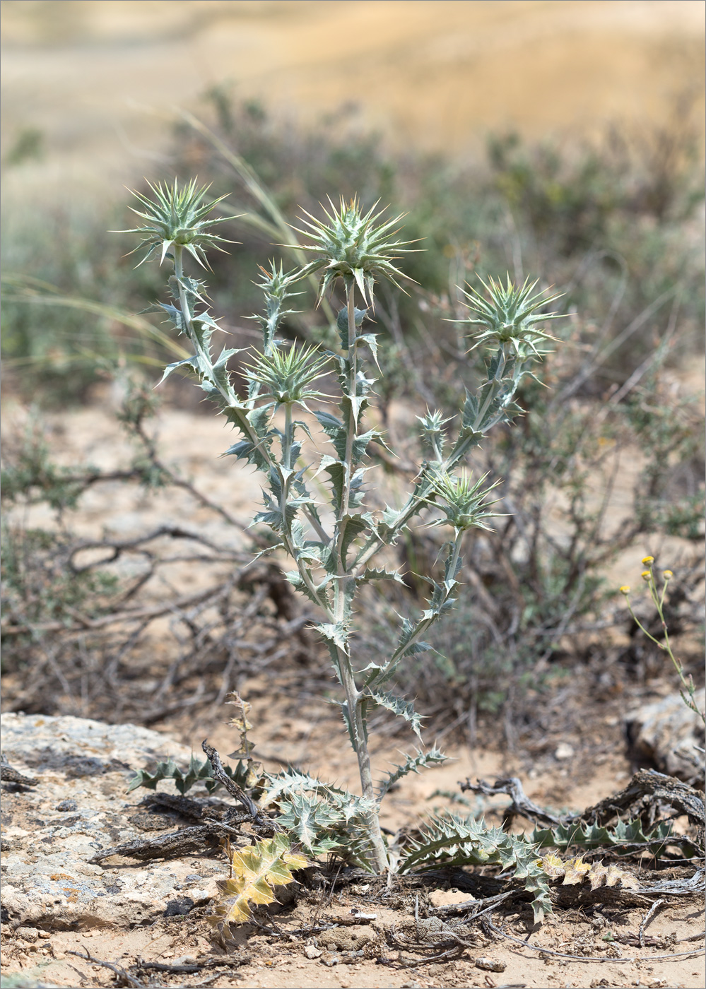 Image of Cousinia onopordioides specimen.