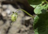 genus Viola