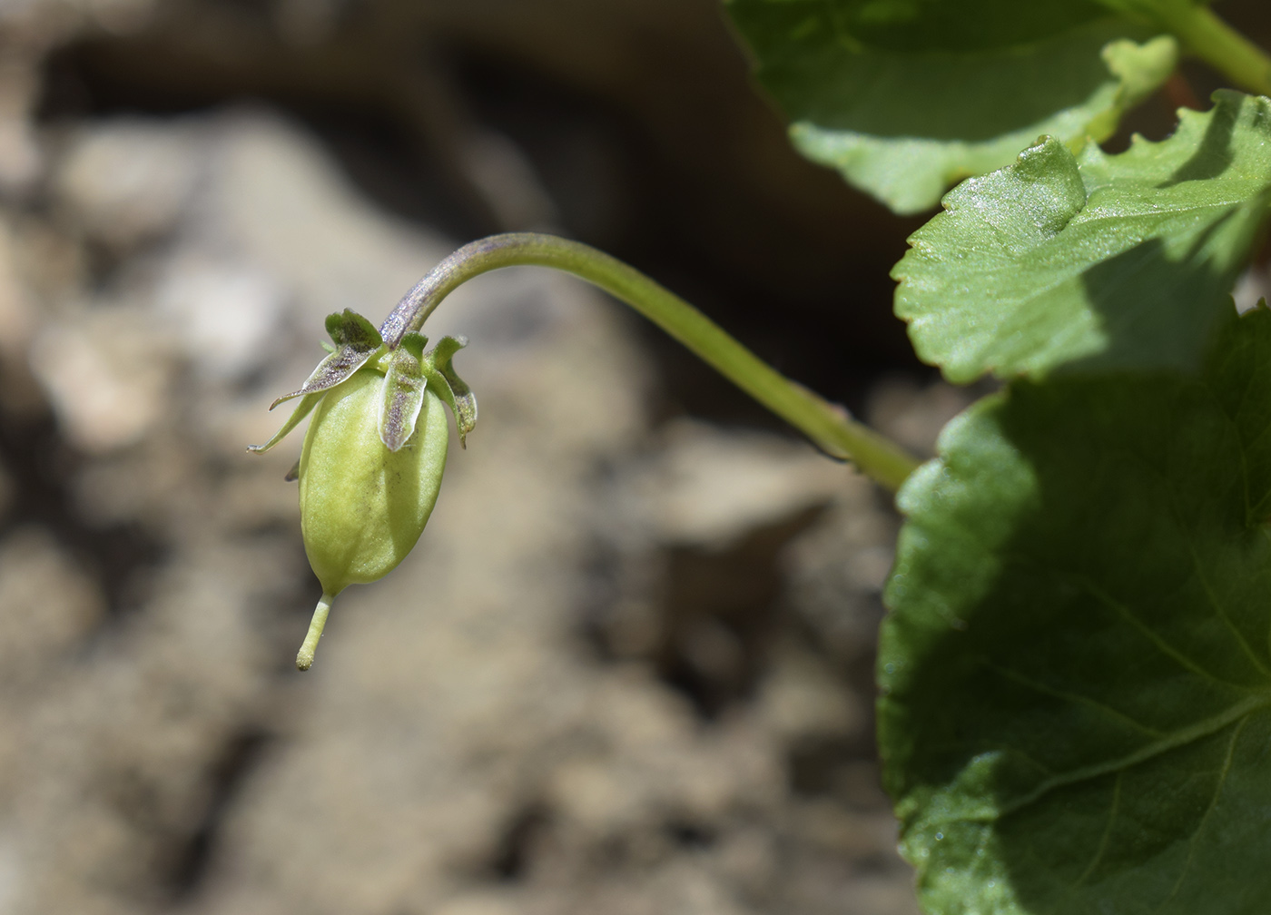 Image of genus Viola specimen.