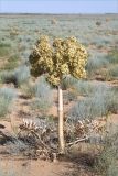 Ferula foetida. Плодоносящее растение. Казахстан, Мангистауская обл., Бейнеуский р-н, окр. с. Сарга вблизи трассы А-33, солянково-полынная пустыня. 08.06.2022.