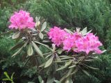 Rhododendron smirnowii. Верхушки ветвей с соцветиями. Владивосток, Ботанический сад-институт ДВО РАН. 12 июня 2010 г.