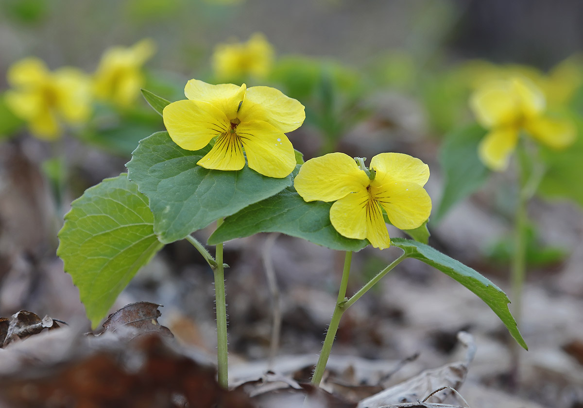 Image of Viola muehldorfii specimen.