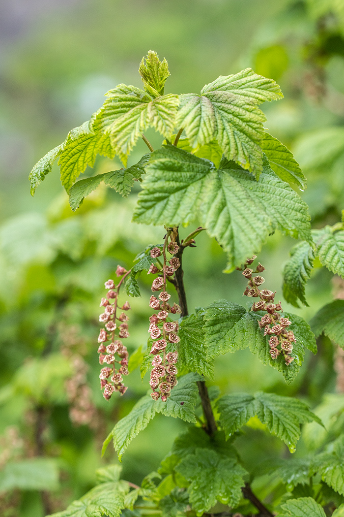 Изображение особи Ribes biebersteinii.