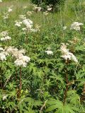 Filipendula palmata