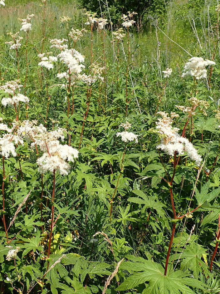 Изображение особи Filipendula palmata.