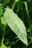 Lactuca sibirica. Стеблевой лист (вид на абаксиальную поверхность). Ленинградская обл., Ломоносовский р-н, окр. дер. Шепелёво, Батарейная бухта, песчаный береговой вал, заросшая травами долина пересохшего ручейка. 16.07.2023.