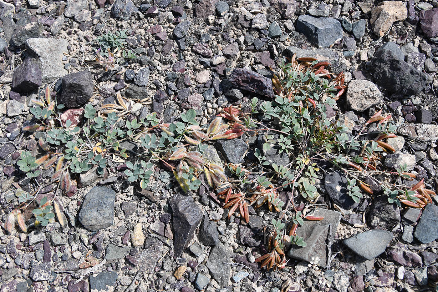 Image of Astragalus neo-popovii specimen.