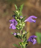 Смотреть изображение Dracocephalum moldavica