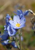 Polemonium boreale. Верхушка цветущего растения. Мурманская обл., Кольский р-н, сельское поселение Териберка, о. Кильдин, окр. оз. Могильное, вороничная тундра. 24.06.2023.