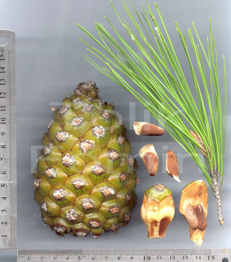 Изображение особи Pinus pinea.