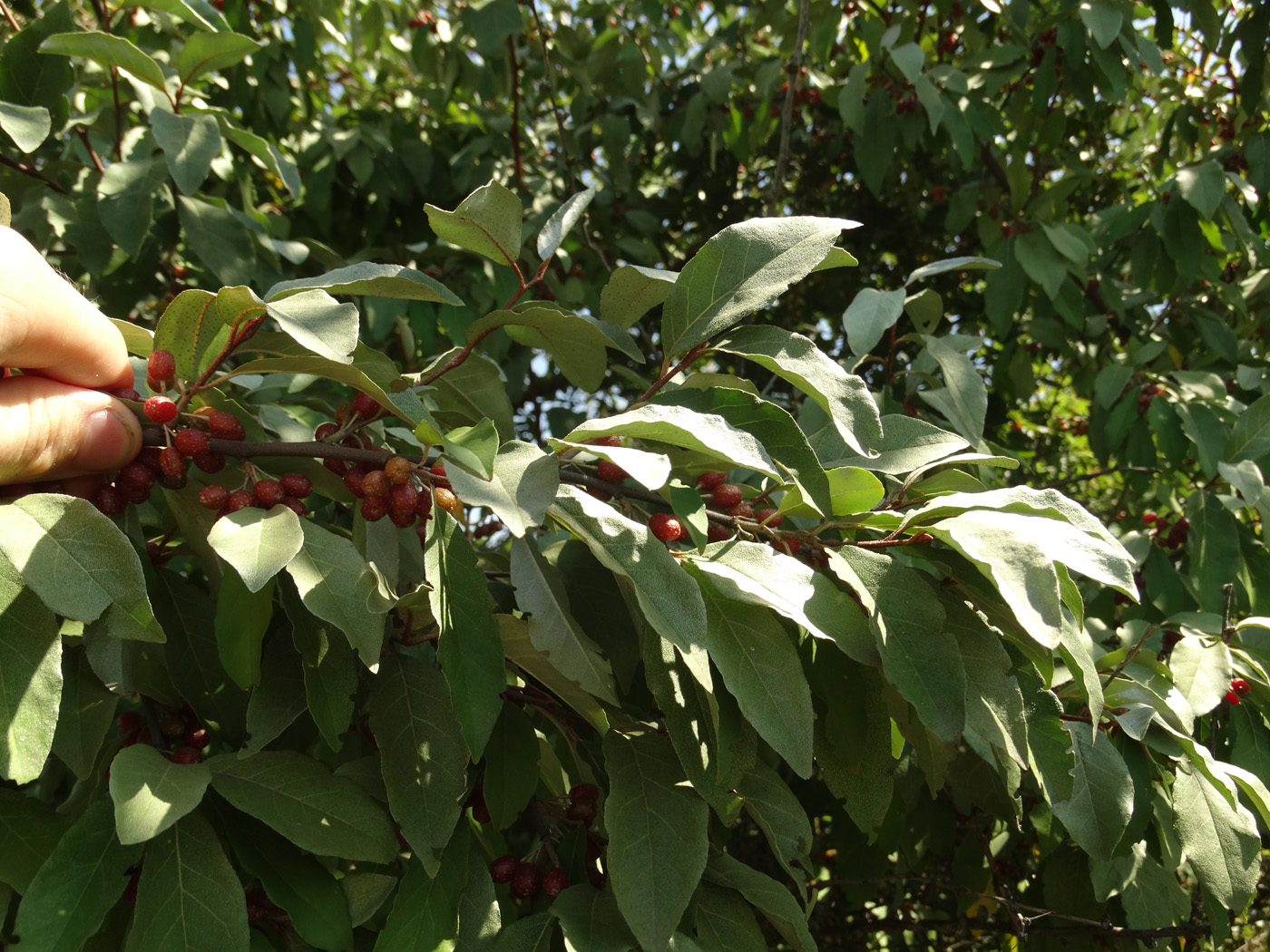 Image of Elaeagnus umbellata specimen.